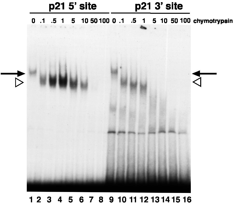 suggest that limited proteolysis of p53 generates fragments with differing affinity for subsets of binding sites.