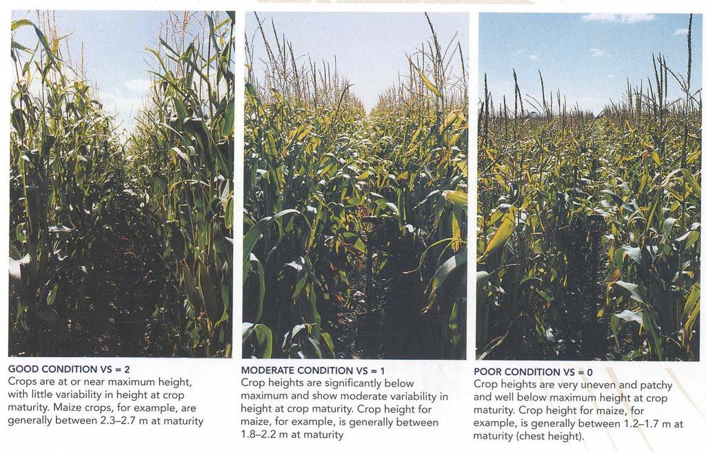 Slow and irregular plants grow Field observations Crop height 2.3-2.