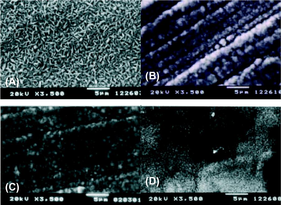 Scanning electron micrographs of the Co-Al alloys electrodeposited on a Cu plate in the ternary molten salts at 40 C. Electrolyte: AlCl3 -BPC-CoCl2 =70:30-1.12 M. Input potential: (A) 0.1, (B) 0.