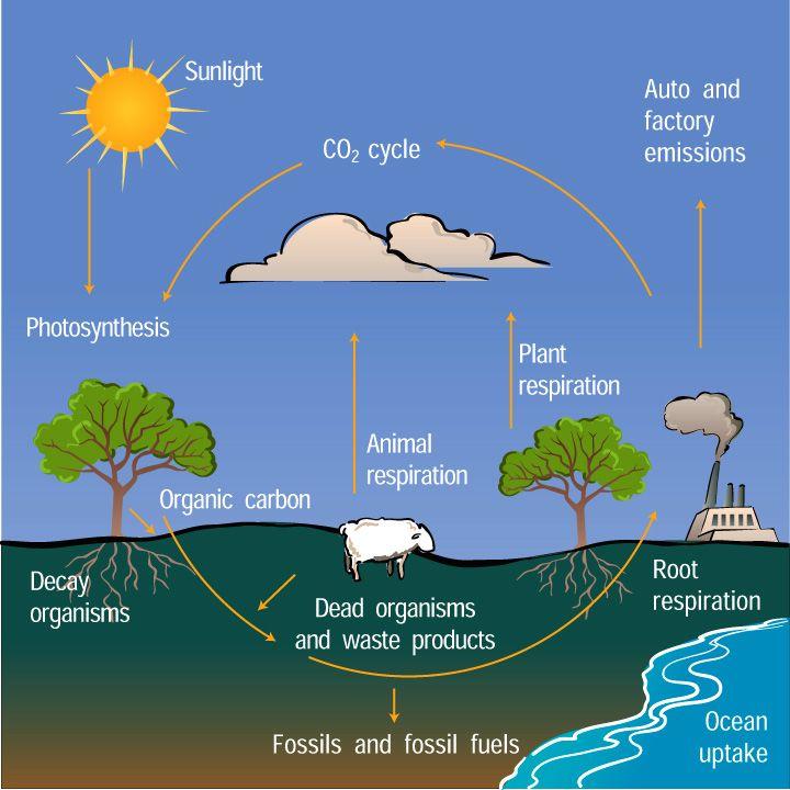 CO 2 is exchanged between the atmosphere, the biosphere and the geosphere in a number of ways.