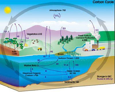 CO 2 is more soluble in cold water. It is absorbed and sinks along with cold ocean water near the poles, and is released by rising warm water near the tropics.