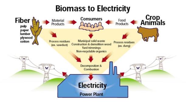BIOMASS Biomasses include a lot of different biological materials reused in special power plants to produce electricity, for example the forest or agrarian