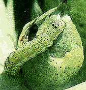 Bollworm
