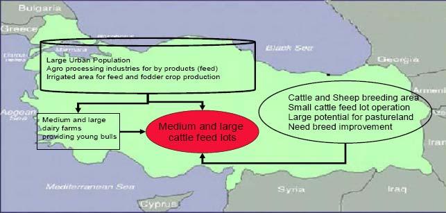 Livestock supply chain in Turkey