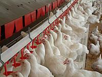 Turkey s poultry production- primary production