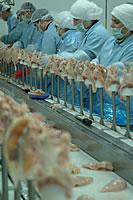 Turkey s poultry production- primary processing