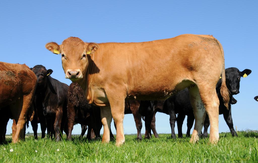 e-profit Monitor Anaysis Drystock Farms 2012 The Top 1/3 of non-breeding beef farms had amost three times the gross output per hectare compared to the Bottom 1/3 of non-breeding beef farms a 2,122 vs.