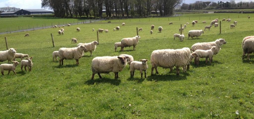 e-profit Monitor Anaysis Drystock Farms 2012 Lowand Sheep 2012 (Mid-Season Focks) TABLE 12 shows the anaysis for the 2012 eprofit Monitor for sheep and is based on the returns of 227 sheep farms that