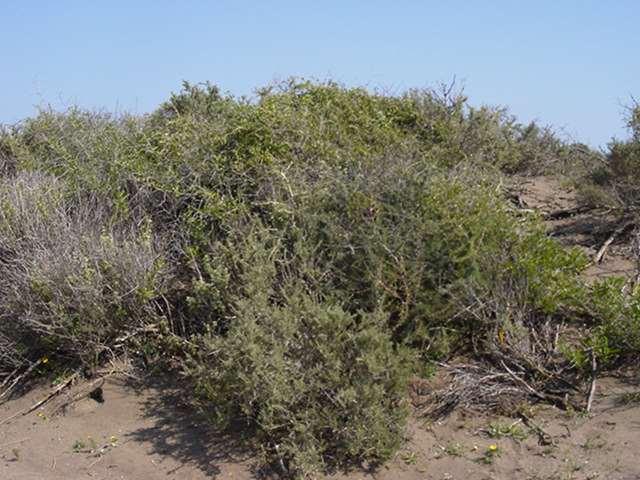 Arborescens matorrals with