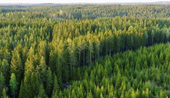 Three prioritised sustainability targets Fossil-fuel free Rate of forest
