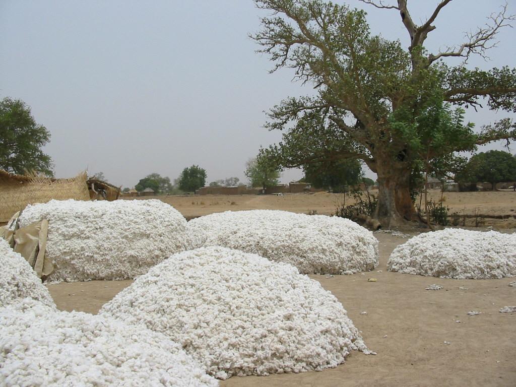Background Productivity decline in cotton-based cropping systems of West and Central Africa: impact on regional economies Price fluctuations lead to discontinuous/ insufficient fertiliser use in the