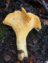 horse mushrooms, parasols and other larger mushrooms have caps larger than 4 cm diameter.