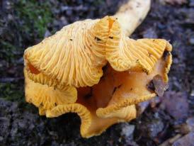 (commonly chanterelles), only pick one. collect mushrooms into a basket or porous cloth bag that will allow spores to disperse as you move not a plastic bag.