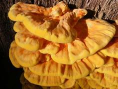 5.2. Laetiporus sulphurous Identification: Multiple clusters of yellow-orange shelves growing on wood, soft, fleshy when