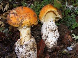 Boletus reticulatus Identification: Whitish to pale brown, becoming brownish to pale brown or yellow-brown in age.