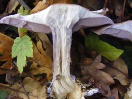 If there is any doubt whatsoever as to the identity and edibility of a mushroom, do not eat it.