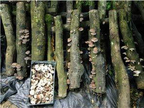 Preparation of growing medium, inoculation and colonization 2.3.1. Log Culture Several important mushroom species can grow as saprophytes on dead wood.