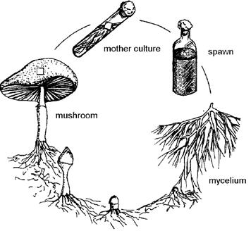 Module 5 Other organic productions Section 3.3 Organic mushroom production using agricultural by-products www.econewfarmers.eu 1. Introduction Mushrooms are a good cash crop.