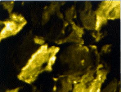 80 µm EPMA for Cobalt (left) and
