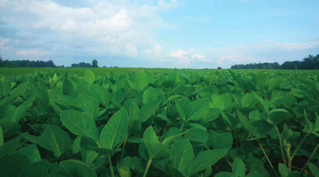 SOYBEANS 3215LL Performs well on all soil types. Does not require populations to maintain yields. Solid agronomics and defense package. Plant has excellent branching and width. 3.2 INT.