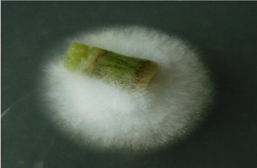 It was found that seedling mortality percentage due to collar rot was significantly controlled in seed treatment with thin layer polymer coating of Trichoderma spore solution and talc powder (Table