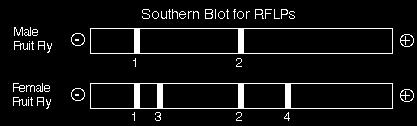 These loci are located on the same chromosome for the female (left) and the male (right). The upper locus can produce two different bands called 1 and 3.