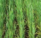 Waterlogging stress in wheat and oats Occurrence: Waterlogging stress occurs in wheat and oats when the soil remains saturated or flooded for more than a few days due to poor infiltration or