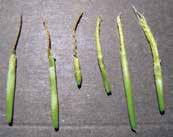 Other Issues 54 Freeze damage in wheat and oats Occurrence and symptoms: Damage to wheat and oats from cold weather can occur in the winter during vegetative growth or in the spring after jointing