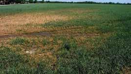 Other Issues 56 Glyphosate drift on wheat Glyphosate is the most widely used herbicide for preplant burndown prior to planting summer crops in Louisiana.