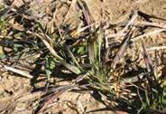 Phosphorus deficiency in wheat Symptomology: During early season crop growth, initial phosphorus deficiency symptoms are reduced growth and vigor of seedlings.