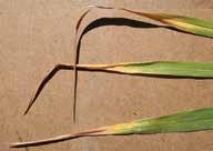 Other Issues 58 Potassium deficiency in wheat Symptomology: Potassium deficiencies typically shows up as leaf chlorosis (yellowing) early in the deficiency or during mild cases.