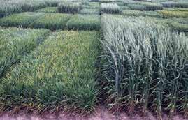 Other Issues 60 Vernalization failure in wheat Description: Winter wheat in Louisiana is planted in the fall and undergoes physiological changes during winter exposure to cold weather (32-50 F) that