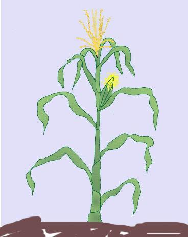 Example II: Bt-transgenic maize Bt-toxin produced in all cells throughout the lifecycle (~60 mill hectares) Consumers of plant