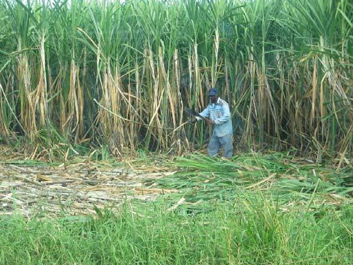 Model Inputs When Estimating Sugarcane Yields (continued) For irrigated sugarcane it was further assumed that irrigation was applied on demand once soil water content had reached the onset of stress,