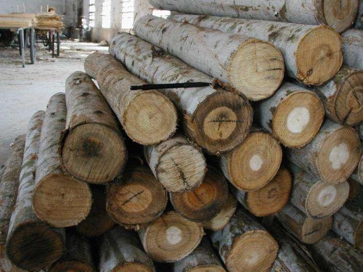 Pulpwood is expensive in China, as even very small