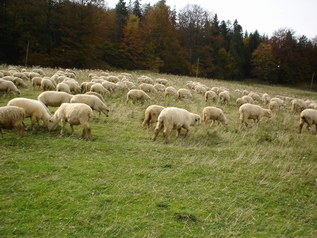 Livestock in mountain areas The number of cattle, sheep, horses and goats in LU in 2009 Poland/ Calves < Cattle 1-2 Cattle > 2 Sheep Horses Goats voivodship 1 year old years old years old Poland