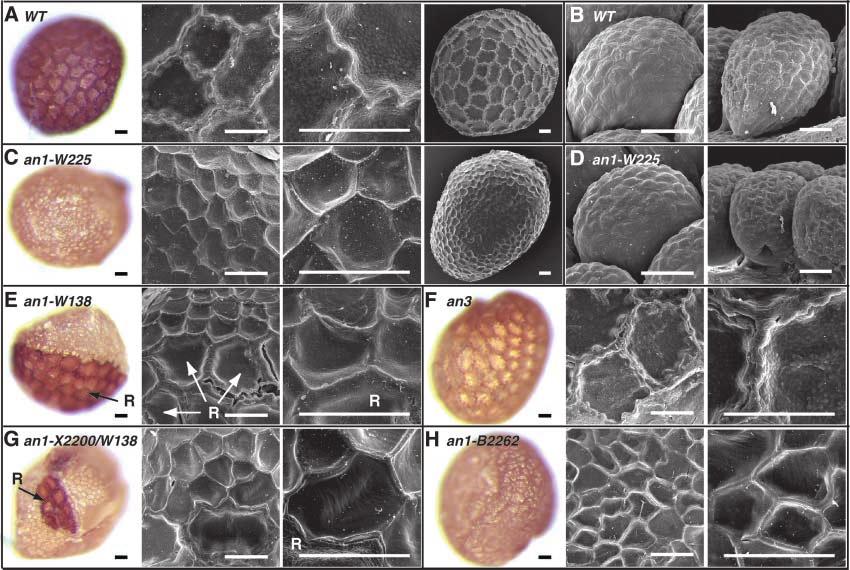 10 The Plant Cell Figure 6. Effect of an1 Mutations on the Morphology of Seed Coat Cells. (A) Seed coats of the wild-type (WT) line R27. (B) Ovules of the wild-type (WT) line R27.