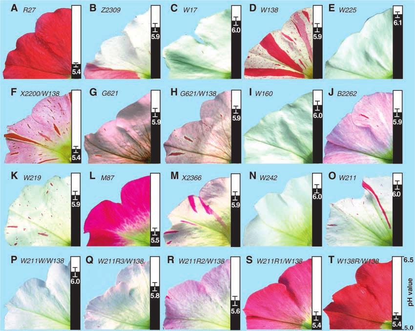 4 The Plant Cell Figure 2. Phenotypes of Flowers Harboring Different an1 Alleles. Each image shows part of a flower and the ph value of its petal extracts at right (means SD; n 3).