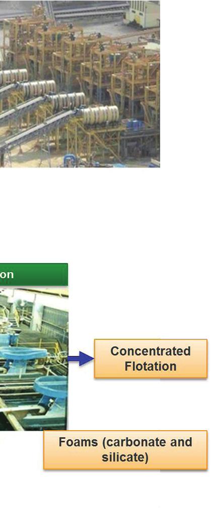 concentration and limiting dilution 4.