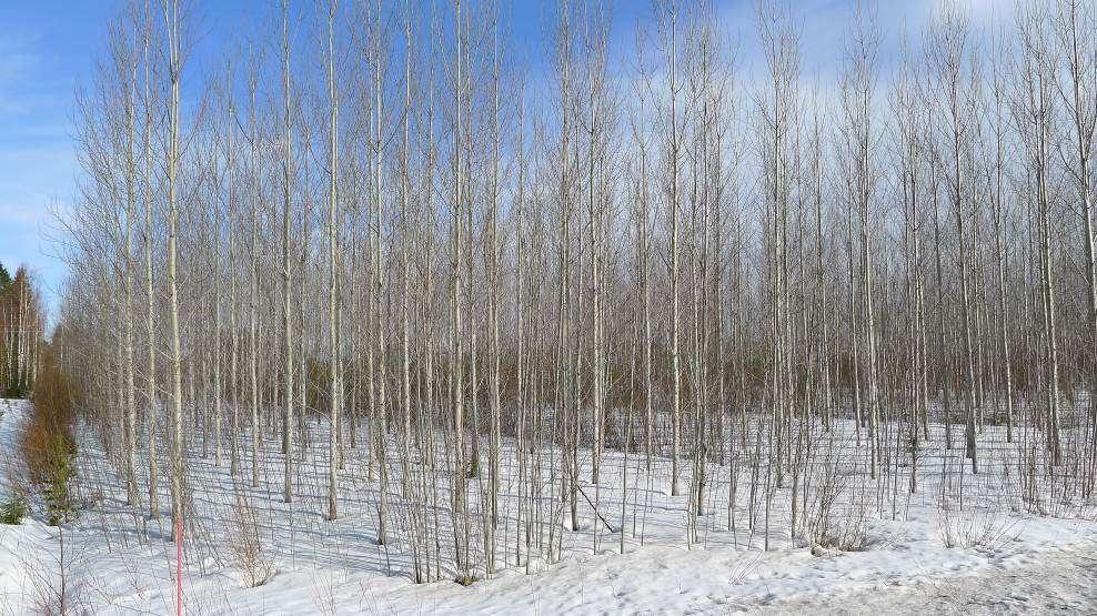 Study stand: Mother stand Hybrid aspen seedlings planted in spring 1988 on a 17 ha