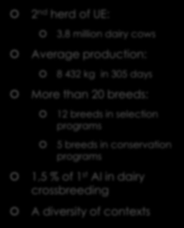 Context Dairy cows in