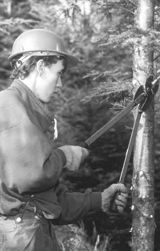 DID YOU KNOW Clear wood produced by pruning can be worth four to six times