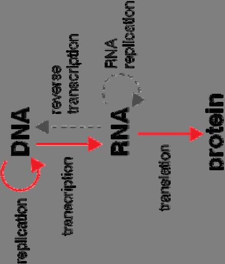 The central dogma Genome = all DNA