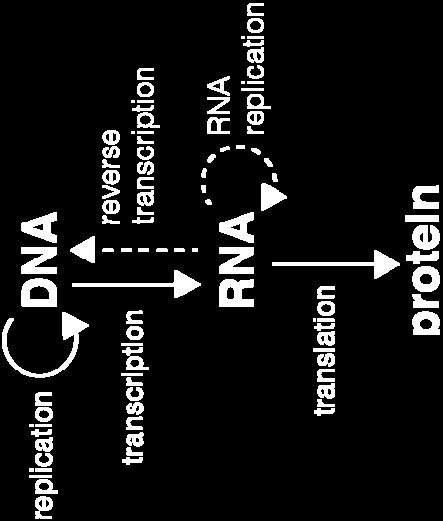 Transcriptome = all RNA (molecular