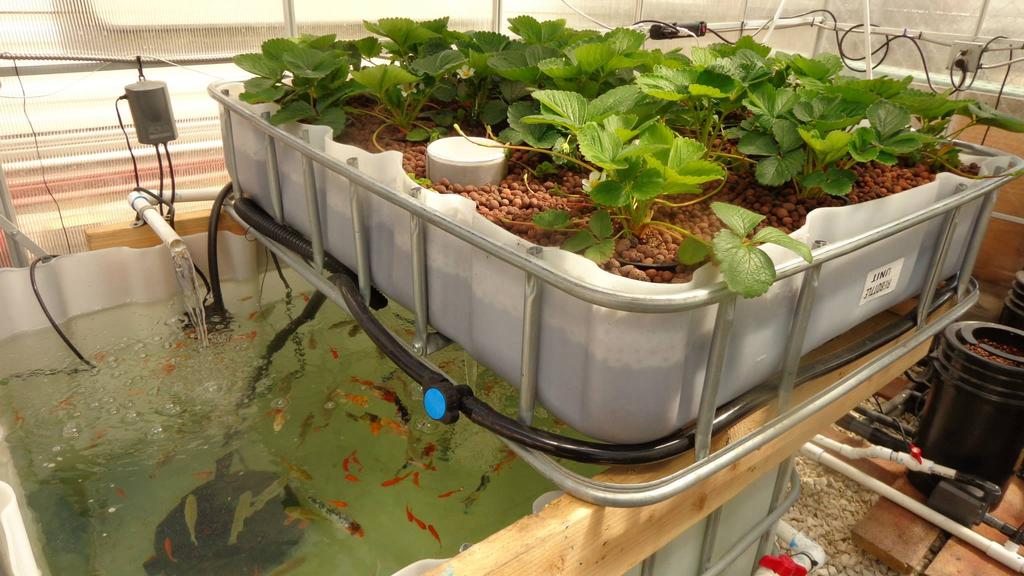 Define what you are really selling. Is this person selling: 1. Aquaponics 2. Strawberries 3. Fish 4. Ornamentals 5.