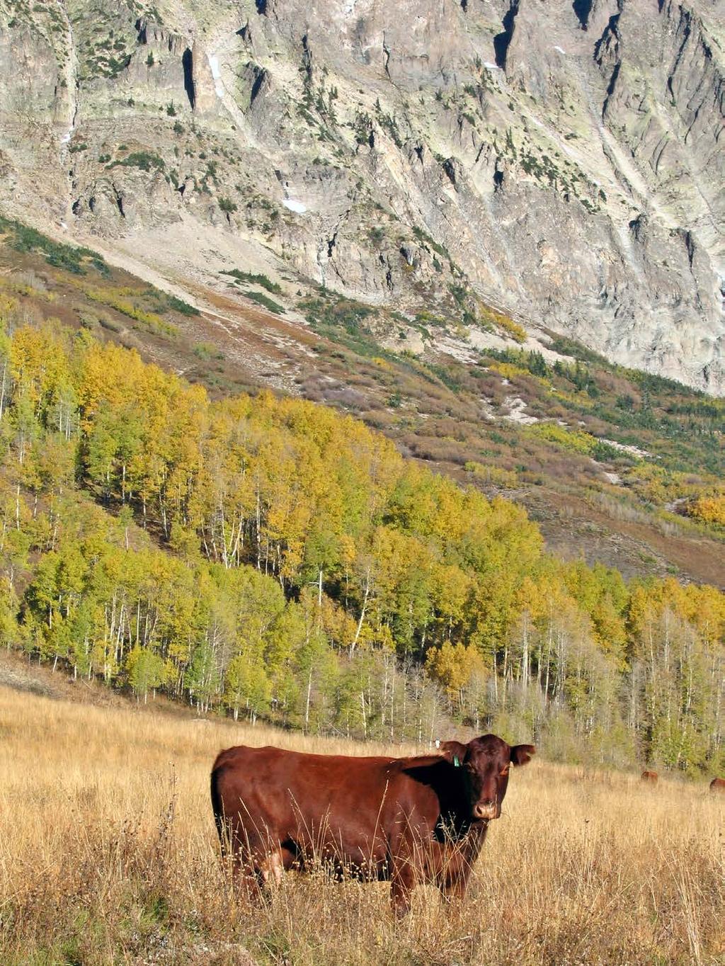 3-Step Body Condition Scoring (BCS) Guide FOR RANGE CATTLE Implications for Grazing and