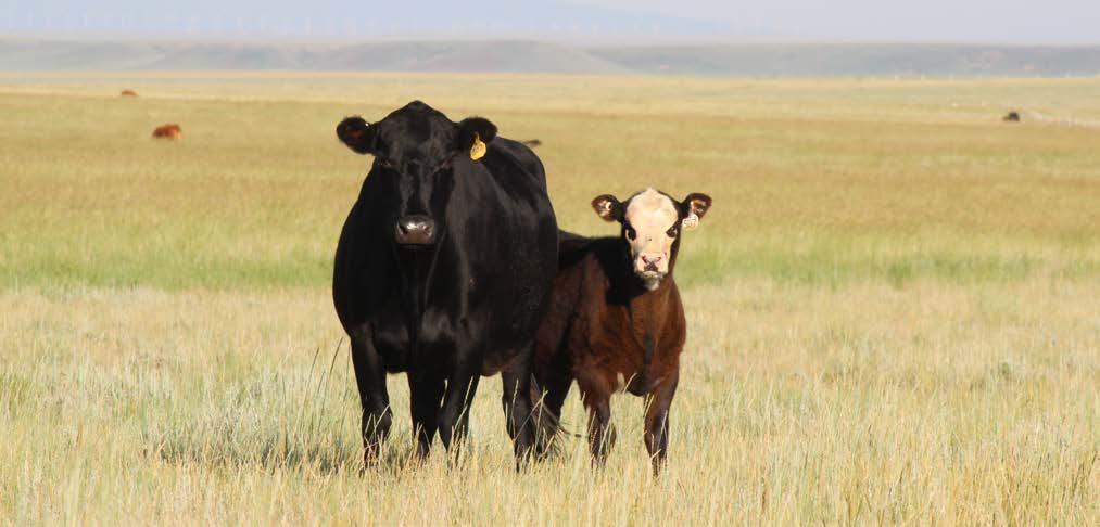 Introduction Body condition scores (BCS) are a systematic approach to quantifying the energy reserves of beef cattle grazing on rangeland and pastureland.