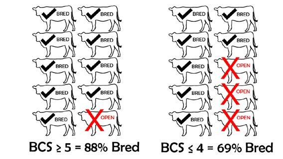 Implications for Grazing From a nutritional perspective, BCS reflects the quality and quantity of forage that has been available to the animal; thus, BCS is a good indicator of what cattle have been