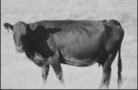 BCS = 4 Last two ribs are visually apparent so BCS < 5 (this cow has a lot of hair making visual