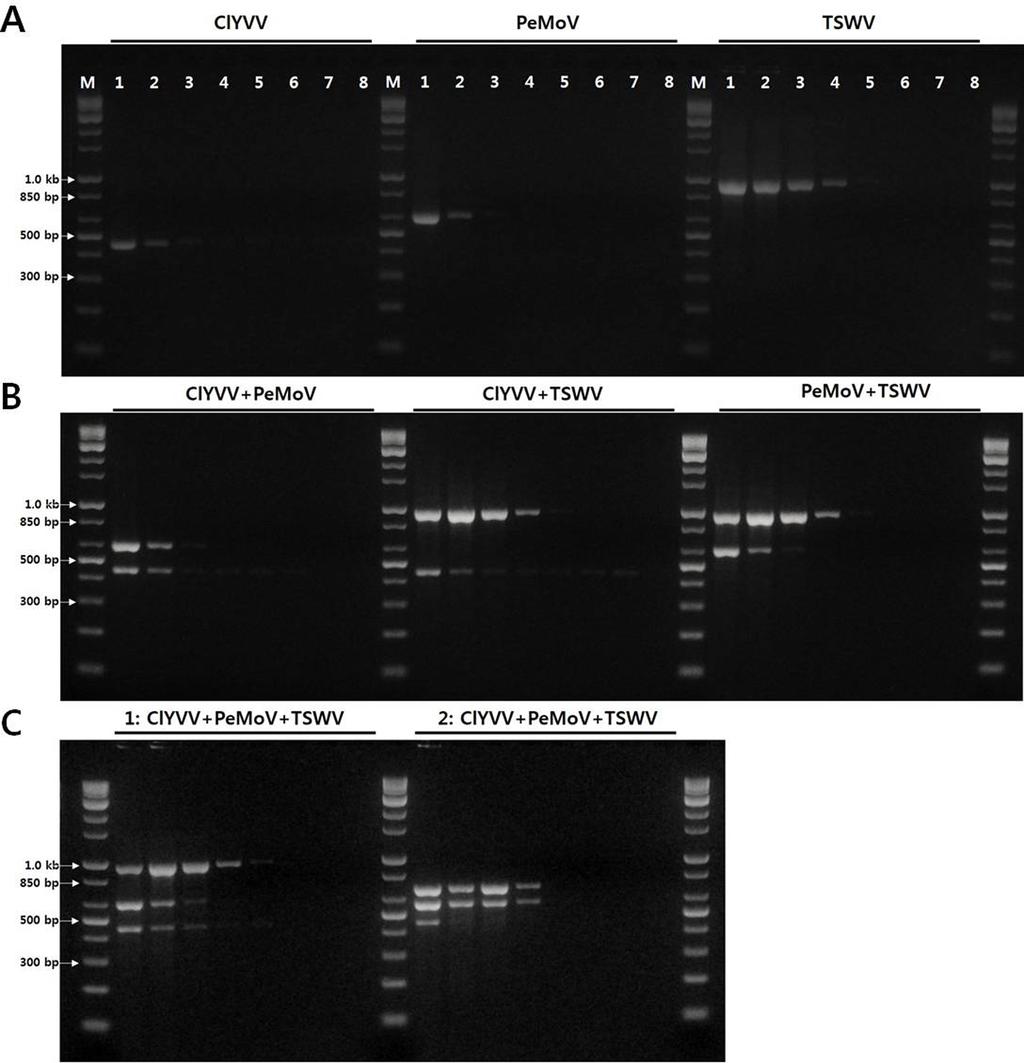 351 Fig. 2. Sensitivity test of uniplex-, duplex- and multiplex-pcr for the three legume viruses.